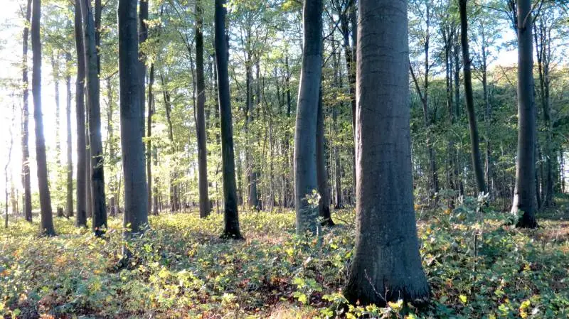 Gribskov, Silkeborgskovene, Gråstenskovene, Klinteskoven på Møn og Skagen Klitplantage er bare nogle af de statsejede skove, hvor der i fremtiden bliver endnu mere vild skov.