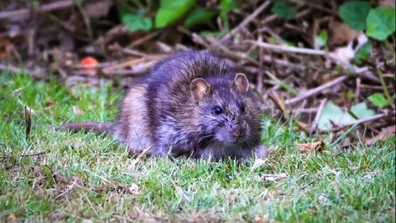 Rotte: Den grumme gnaver