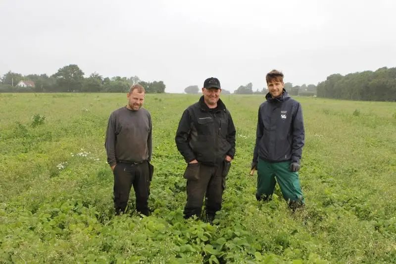 Fra venstre er det markmand Andreas Garder og ejer Thorbjørn Sørensen fra Solbakken Økologi sammen med Jacob Sand Nicolaisen i sojabønnerne, som trods et vist ukrudtstryk trives fornuftigt i den sønderjyske muld. Foto: Kasper Stougård