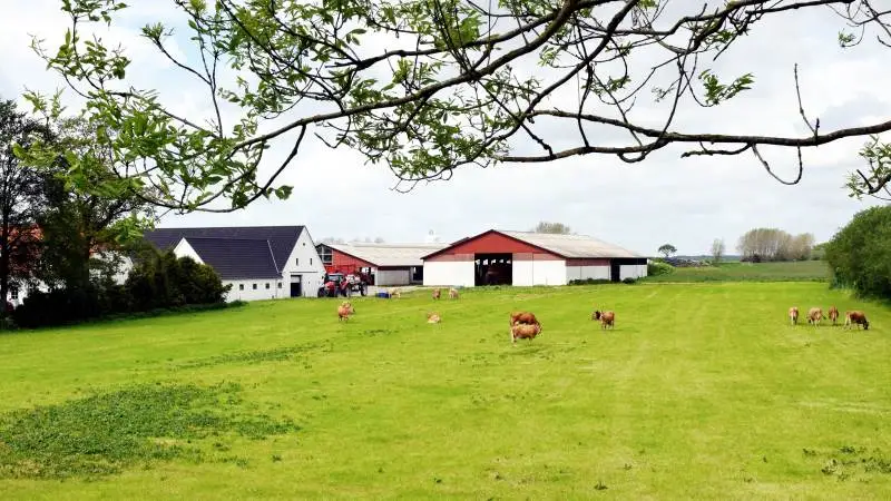 Sommerens jerseyarrangement foregår på Ulvsbjerggård ved Middelfart tirsdag den 2. august. Arkivfoto