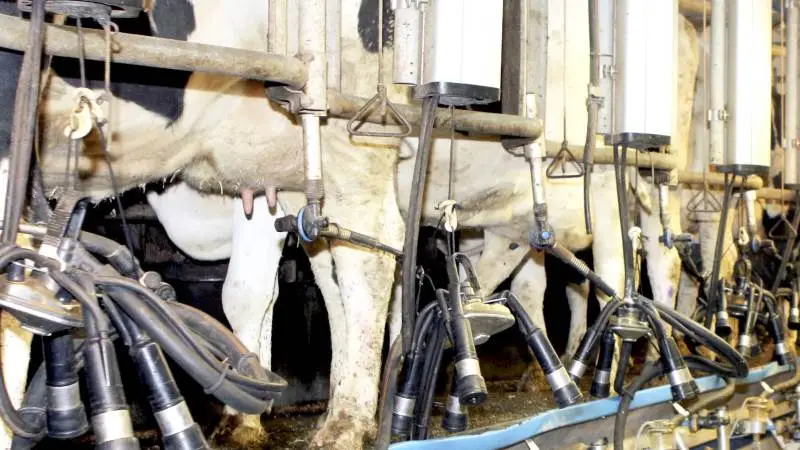 Du kan forbedre yversundheden ved at gøre vedligehold af malkestalden til en del af dagligdagens rutiner, mener kvægdyrlæge Signe Elkjær Bach. Det drejer sig blandt om organisering af, hvem der skifter slanger og pattegummi og sørger for godt lys i stalden. Arkivfoto