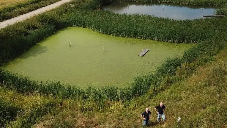 Et af de steder, hvor der søndag 16. september holdes Åbent Landbrug, er her ved minivådområdet på Fillerupvej ved Odder. Et minivådområde er et kunstigt skabt filter i landskabet, som renser drænvandet for kvælstof og fosfor, så udledningen til vandmiljøet bliver mindre.
Foto: Niels Aage Skovbo