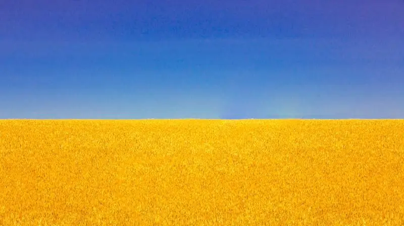 Til trods for den tragiske krig i Ukraine, så er landets landmænd nu gået i gang med at høste. Men afskibningshavnene ved Sortehavet er lukket ned, og siloerne er i forvejen fyldte, hvilket betyder, at de ukrainske landmænd ikke ved, hvad de skal gøre af årets høst.