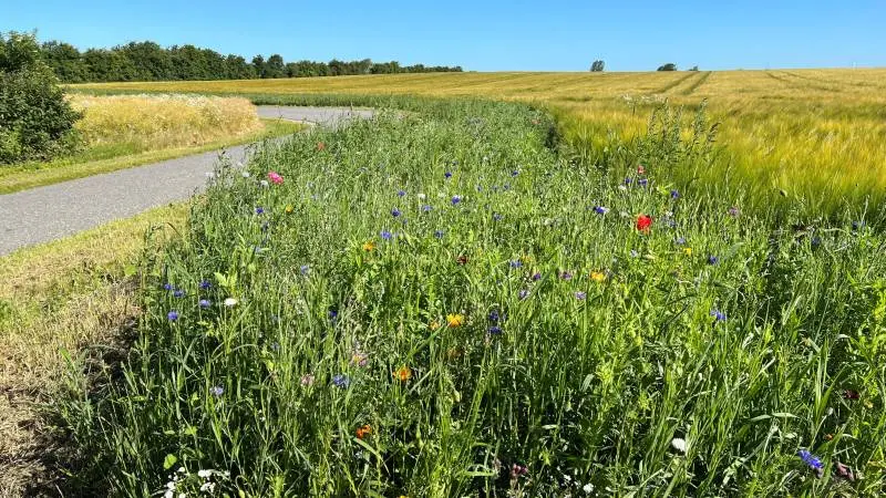 101 lodsejere har sået blomsterfrø