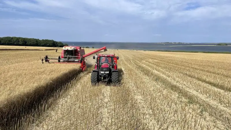 I ugens sommervarme er de første rapsmarker blevet høstet. Her er det hos Jørgen Vikkelsø Rasmussen på Kildagergård ved Ærøskøbing med Det Sydfynske Øhav som den smukkeste baggrund. Foto: Philip Nørgaard