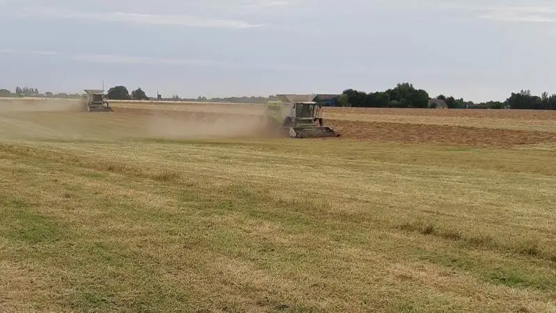 To nyindkøbte Claas 8800-mejetærskere har til denne høst erstattet Holgershaabs tidligere to John Deere-mejetærskere. Her er de i gang med at tærske det sidste hvidkløverfrø - lige inden det kraftige regnvejr satte ind mandag aften. Foto: Holgershaab