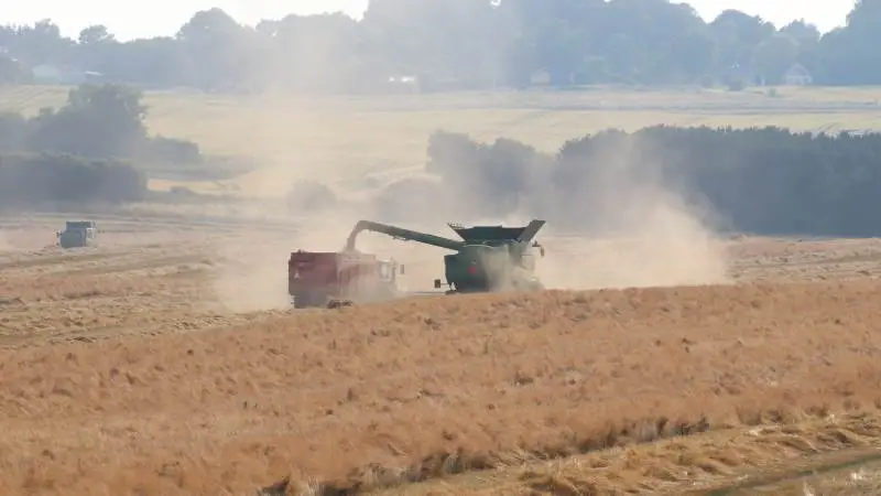 I disse uger høstes der rundt om i Danmark, men hvad der skal ske på markerne derefter, vil være usikkert på grund af EU's landbrugsreform, mener Bæredygtigt Landbrug. Arkivfoto: Jørgen P. Jensen.