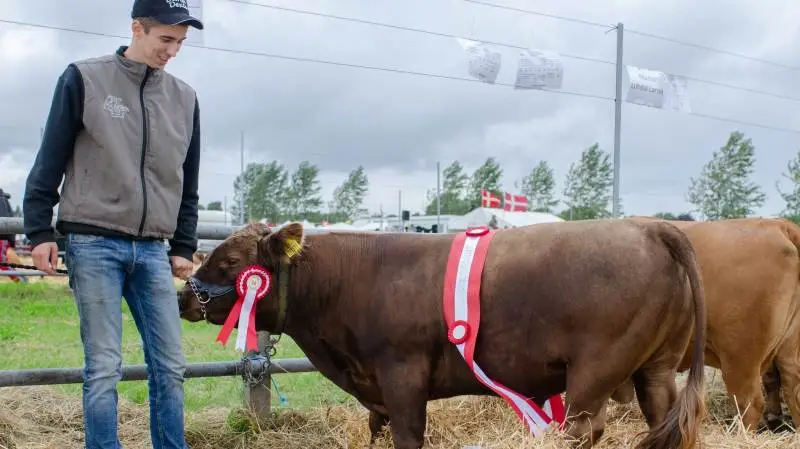 Dexter stiller igen med flere repræsentanter fra racen.