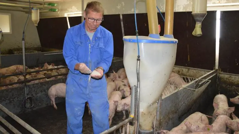 - Det er over et halvt år siden, at vi startede med zinkfri fodring i klimastalden. De første syv uger gik godt. Vi så ingen forskel, fortæller Ole Junker, der driver en full line OUA-produktion på 560 årssøer med produktion af slagtesvin på tre ejendomme i området nær Harndrup. Fotos: Camilla Bønløkke