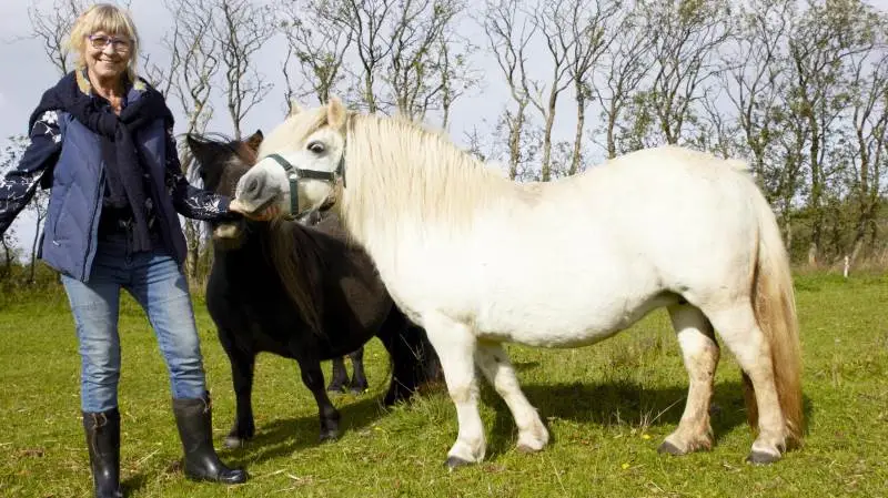 Dorte Koldsø, Veggerby ved Nibe, har haft succes med at avle hvide Shetlandsponyer. En af dem tager hun med på Kimbrerskuet. Veggerbys Isle of Noss. En goldhoppe, som er 12 år gammel.