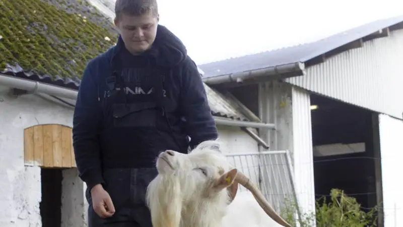 Jonathan Nielsen, Fjerritslev, brugte en del af sine konfirmationspenge på geder. Nu viser han dem for første gang frem på Kimbrerskuet.