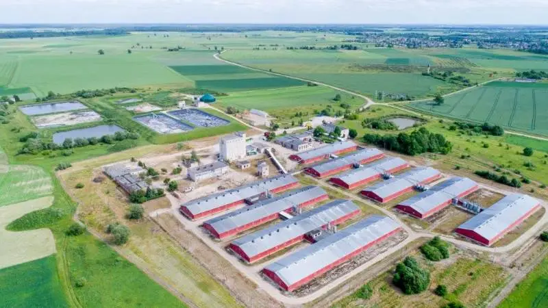 Den 7. august 2021 fik Idavang konstateret svinepest på Skabeikiai-farmen. 20.000 svin blev aflivet i løbet af få dage. Foto: Idavang