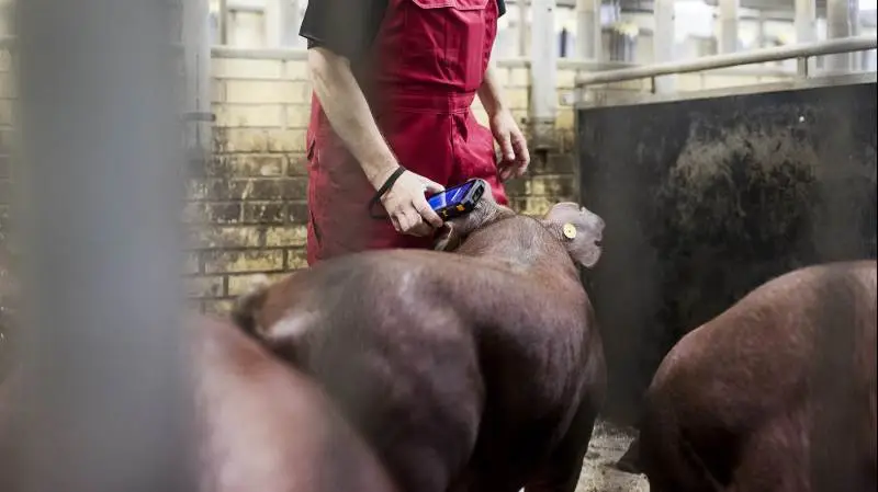 Danish Pig Genetics har ambitioner om at lede udviklingen af genetikken på globalt plan.