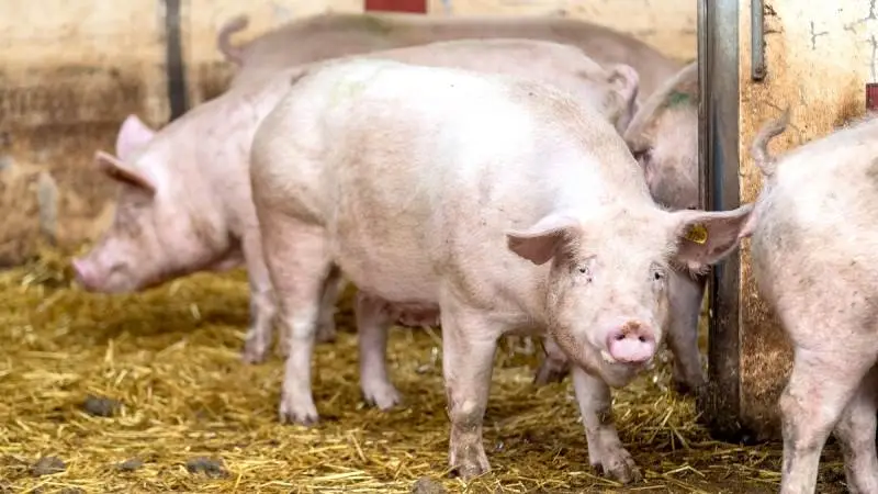 Den tyske omsætterorganisation VEZG hæver den tyske slagtesvinenotering med fem cent (cirka 37 øre) og lander derved på 2,1 euro pr. kg (cirka 15,65 kroner). Arkivfoto