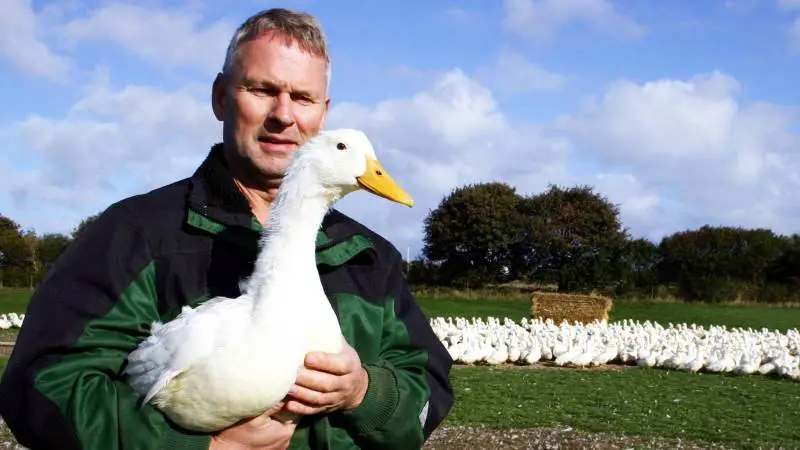 Kurt Quistgaard producerer 2.250 ænder, der har fem hektar økologisk græsareal til rådighed. Det sker under konceptet Andtiljul.dk.
