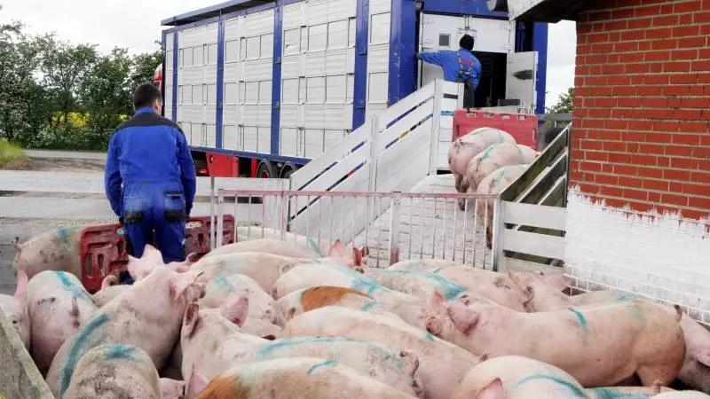 Udbrudet af afrikansk svinepest i Belgien bliver ved med at koste dyrt. I dag falder Nord-West noteringen med 3,00 euro til 29,00 euro, mens noteringen for 8-kilos grise falder med 2,00 euro til 19,00 euro.