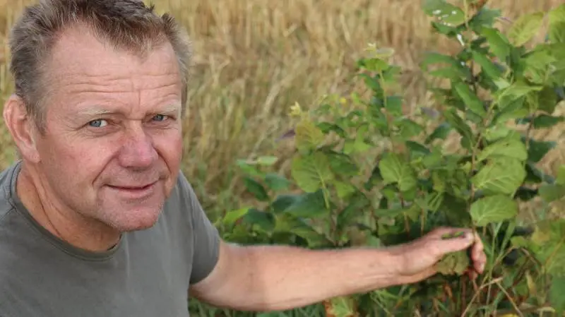 Bjarne Larsen har succes med skovlandbrug på sit økologiske landbrug. Han har etableret plantager ned igennem sine marker med dobbelt-rækker af forskellige træer. Fotos: Skovdyrkerne