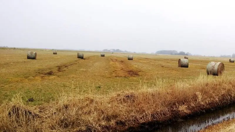 Et areal nordøst for slusen, der kaldes Margrethe Kog Nord, bliver i fremtiden levested for eng- og vandfugle. Arkivfoto