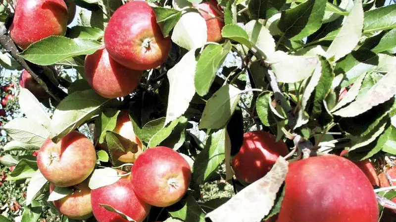Efteråret er det bedste tidspunkt at plante æbletræer. I en artikel på Haveselskabets hjemmeside giver Laila Sølager gode råd om dyrkning af æbler. Arkivfoto