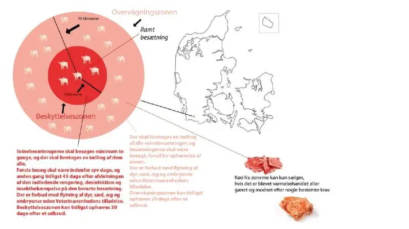 Beredskabsplan: Hvis der konstateres afrikansk svinepest i Danmark, så vil en beredskabsplan som den her blive rullet ud. Indenfor tre kilometer fra en given ramt besætning vil der blive oprettet en meget restriktiv beskyttelseszone og en lidt mindre restriktiv overvågningszone i en 10 kilometers radius.