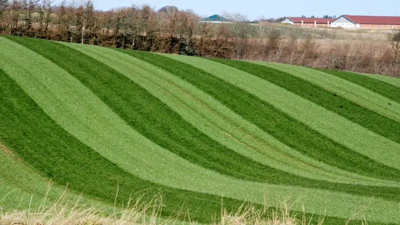 Bor man i Midt- og Vestjylland, er der god sandsynlighed for, at man kan udsætte udbringningen af flydende husdyrgødning til raps og græsmarker frem til den 15. oktobner. Arkivfoto.