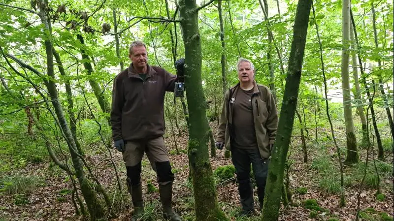 Det er blevet nemmere at holde styr på bestanden af vildsvin i Sønderjylland, fortæller Klaus Sloth (til højre på billedet) fra Naturstyrelsen. Her ses han sammen med kollegaen Morten Hansen ved et af de steder, styrelsen forsøger at lokke vildsvin hen til med foderpladser. Foto: Henning K. Andersen
