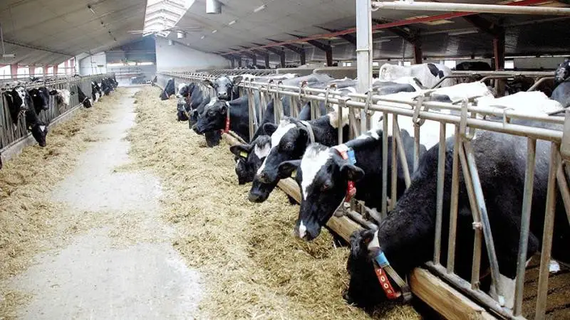 Med sin virksomhed Optimal Kvægrådgivning tilbyder Olaf Petersen, med base i Ulfborg i Vestjylland, kvægbrugere i hele Jylland uvildig rådgivning omkring alt fra foder, sundhed til økonomi