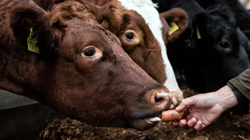 Ifølge en nyudgivet imageanalyse forbindes det danske landbrug og fødevaresystem med egenskaber som kvalitet, bæredygtighed, økologi, fødevaresikkerhed og pålidelighed på internationalt plan. Fotos: Food Nation