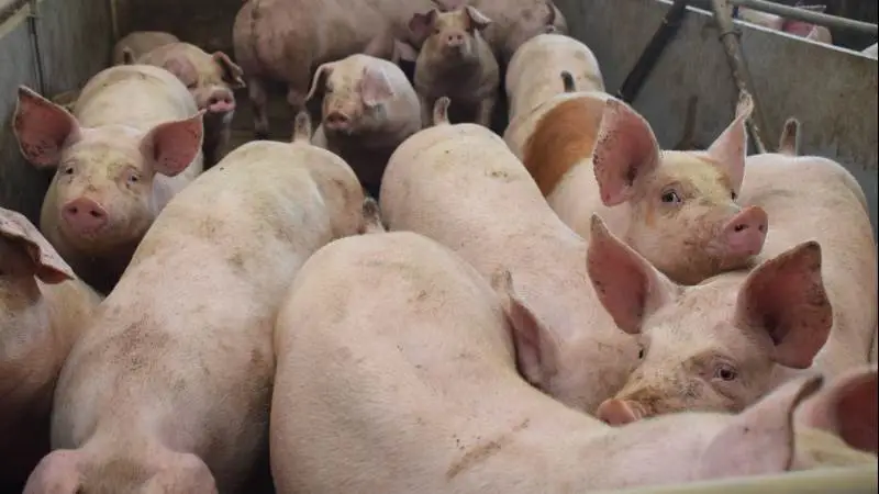 Siden begyndelsen af september måned er noteringsgabet mellem Tyskland og Danmark blevet væsentligt mindre. Arkivfoto: Anne Wolfenberg