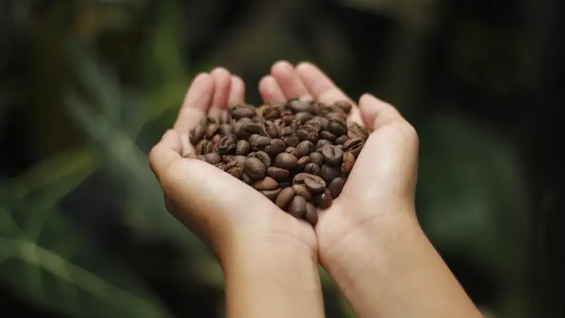 Cirka 125 millioner menneskers levebrød afhænger af kaffedyrkning, og omkring 80 procent af verdens kaffedyrkende familier lever på eller under fattigdomsgrænsen. Derfor er handling bydende nødvendigt, lyder det fra verdensfirmaet Nestlé, som nu vil gøre deres kaffebrand Nescafé mere bæredygtig. Arkivfoto