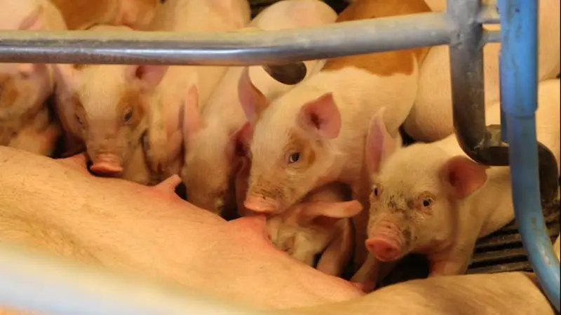 Efter den tyske slagtesvinenotering er faldet med 10 cent (ca. 75 øre) i sidste uge, stabiliserer markedssituationen sig, skriver Danske Svineproducenter. Foto: Christian Carus