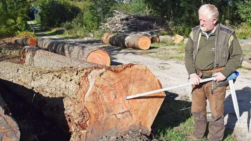 - Desværre er skoven også påvirket af tørken, ikke mindst nye og helt op til en halv snes år gamle træer, siger Peder Dammand, Skovdyrkerforeningen Øerne, der blandt andet har set et areal med otte-niårige ege, der er gået ud på grund af tørken. Det har jeg aldrig oplevet før, lyder det fra den erfarne skovmand, som her ses ved 80-90 år gamle stammer af ekstra store douglasgran, der eksporteres som specialtræ for eksempel til Tyskland. Foto: Anders Kurt Simonsen