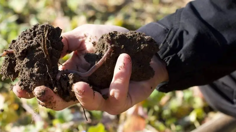 Agreena hjælper landmænd med grøn omstilling ved at give dem et økonomisk incitament til at omlægge deres produktion til regenerativt/klimavenligt landbrug. Fotos: Agreena