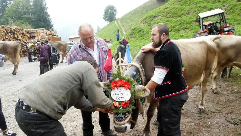 Oppe i kanten af skoven nær sommergræsningen gør landmandsfamilien Distel deres 22 køer, kvier og kalve klar til at gå blomsterpyntet i optog ned gennem byen Hasle og hjem til deres gård for vinteropstaldning.