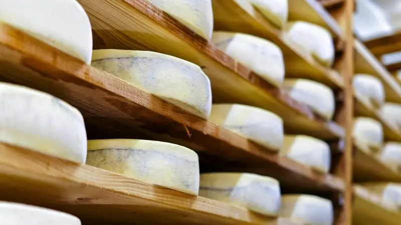 Ost er dansk mejeribrugs største eksportkategori. Ud af en samlet osteproduktion på 454.400 ton i 2021 blev 401.800 ton afsat på udenlandske markeder. Foto: Colourbox