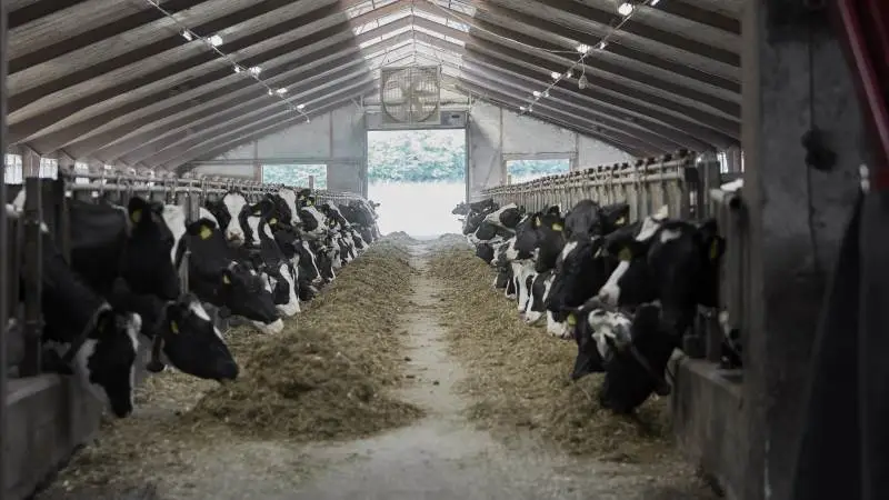 Arla's nye incitamentsmodel skal ud fra klare parametre belønne andelshavernes bæredygtighedstiltag på mælkebedrifterne med øget mælkepris. Fotos: Arla