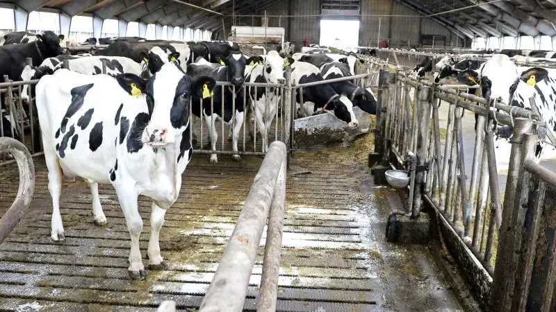 Klovlidelser, der giver anledning til haltende malkekvæg, er et udbredt problem. Et nyt projekt under GUDP vil forsøge at løse problemet med at få spottet de halte køer. Arkivfoto