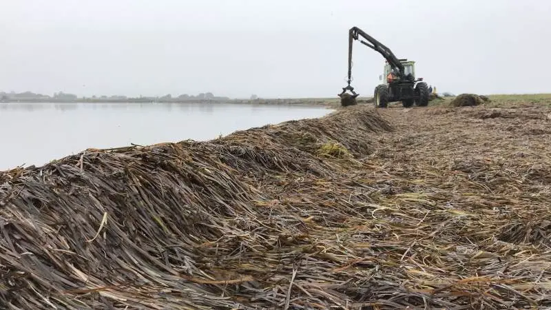I samarbejde med danske landmænd omdanner Coastgrass ålegræs til plastiksubstitut. Fotos: Coastgrass