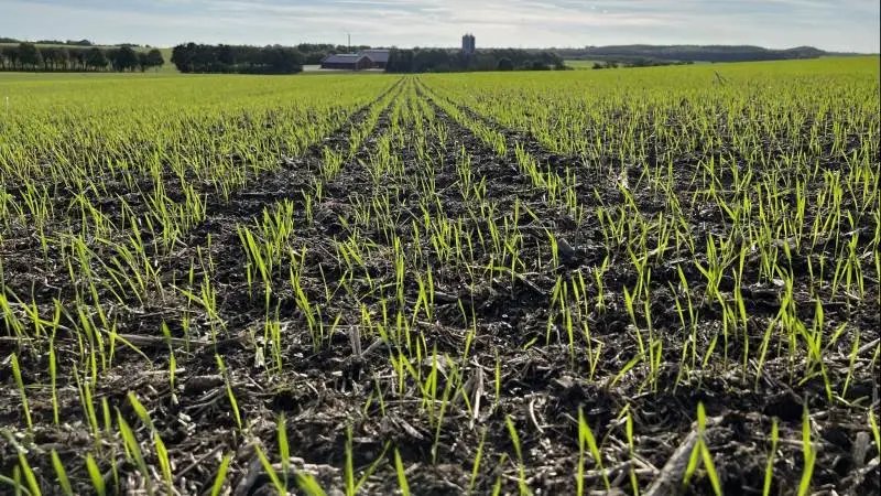 Landbruget er sammen med skovbruget de eneste erhverv, der bidrager positivt til CO2-regnskabet, skriver Ole Vagn Nielsen. Arkivfoto