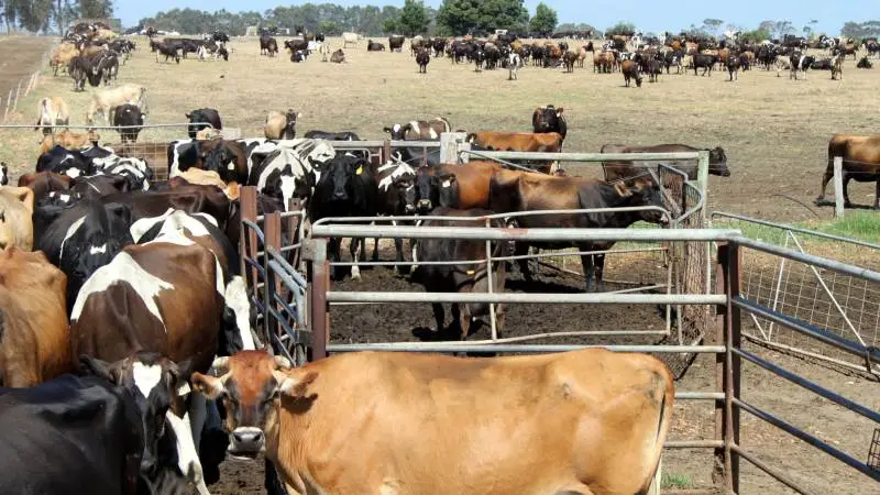 En kvægfarm i Australien. Arkivfoto: Jørgen P. Jensen