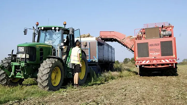 Roekampagne er i gang. Renheden er helt i top, men sukkerprocenten er meget lav.