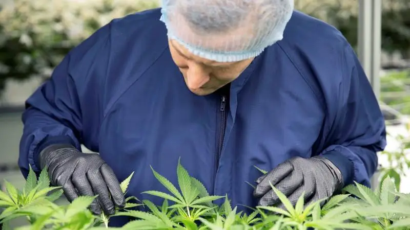 DanCann Pharma er i gang med en rivende udvikling på området indenfor danskproduceret medicinsk cannabis. Fotos. DanCann Pharma