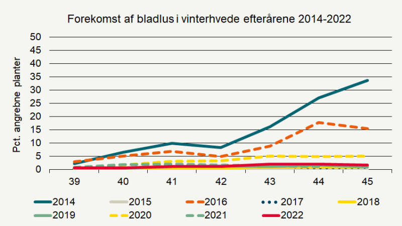 Den røde streg for bladluseangreb i vinterhvede i år viser generelt lave forekomster af bladlus i forhold til tidligere år. Kilde: Seges Innovation