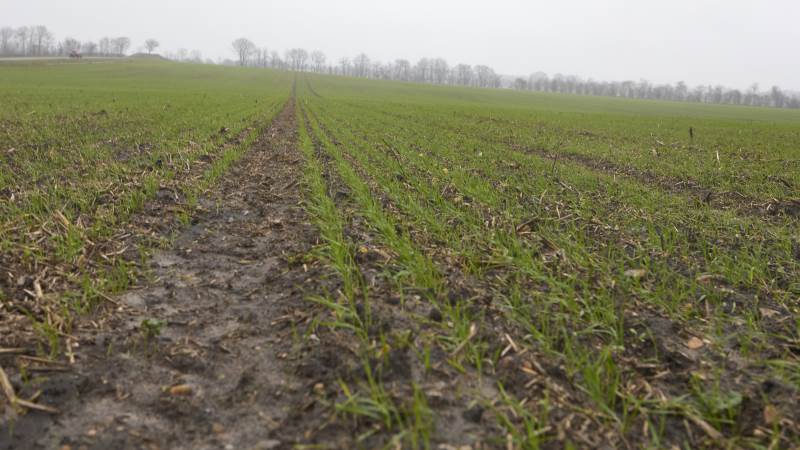 Trods det, at Pondus-hveden her først kom i jorden den 19. oktober, står marken ved Varde flot med buskede planter.