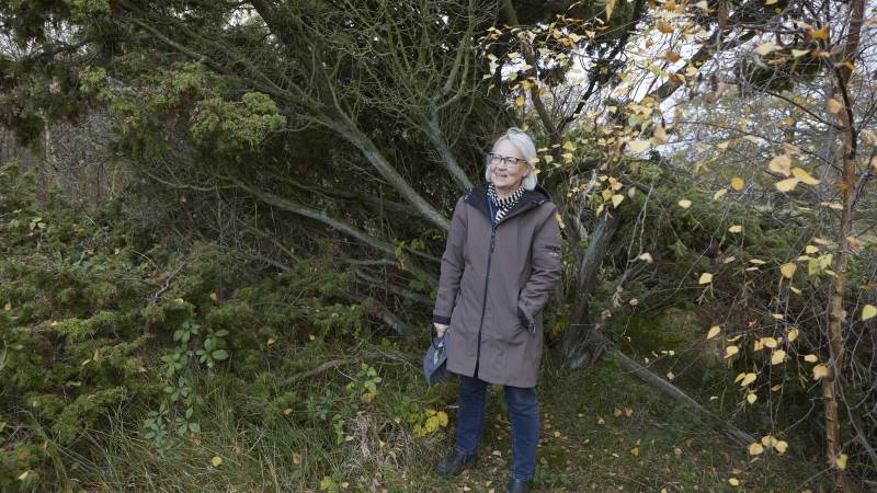 - Om det skal være læskure, eller om bevoksningen er god nok for kontrollanterne. Det skal vi selv vurdere, og det gør kvægholdene usikre, siger formanden for Fynsk Kødkvæg, Jytte Schaldemose, som på Enebærodde har accept fra Fødevarestyrelsen til, at enebærbuskene er tilstrækkeligt vinterly for sine Galloway-dyr.