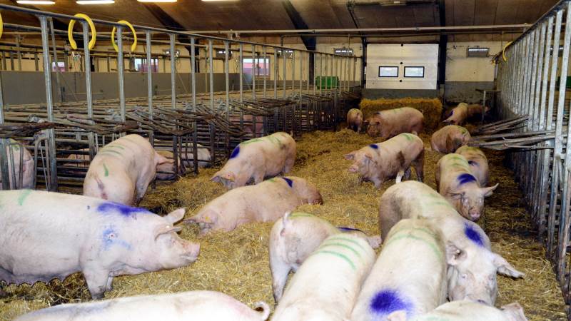 Måske skal du se på mulighederne for at ændre lidt i opstaldningsforholdene, så du kan opfylde reglerne for UK-produktion? Arkivfoto: Camilla Bønløkke