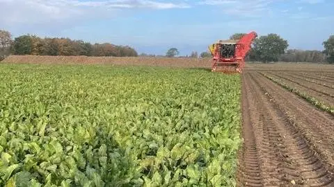 Den nye sukkerroesort Falster har med dens bladsætning og hurtige rækkelukning vist stor effekt i forhold til ukrudt. Den har været prøvesort for det nye Easy Beet-koncept. Foto: Henrik Møller, SesVanderhave.