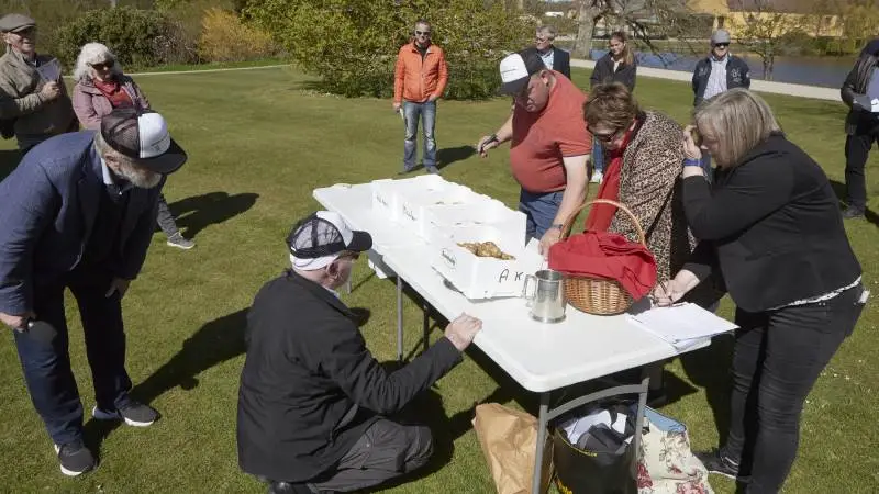 Hvert år afvikles finalen i dyrkning af frilandskartofler på Egeskov Slot. I år håber Danmarks Kartoffel Råd på flere deltagere, idet de første 50 tilmeldte kan sikre sig 1,5 kg gratis læggekartofler allerede nu. Rådsmedlemmer, heriblandt Tom Rosenkvist i rød trøje, kontrollerer her vinderkartoflerne ved sidste års DM-dyst. Foto: Erik Hansen