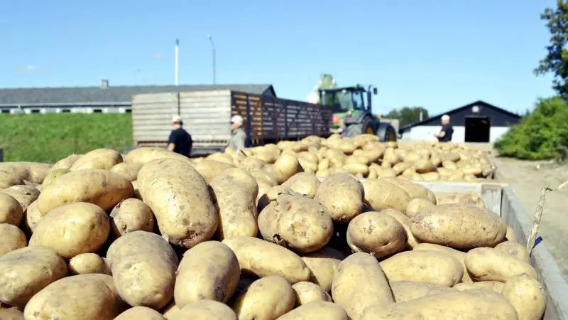 Danespo, der blandt andet producerer læggekartofler, kommer i stor klemme, som følge af EU-forbud mod Reglone.