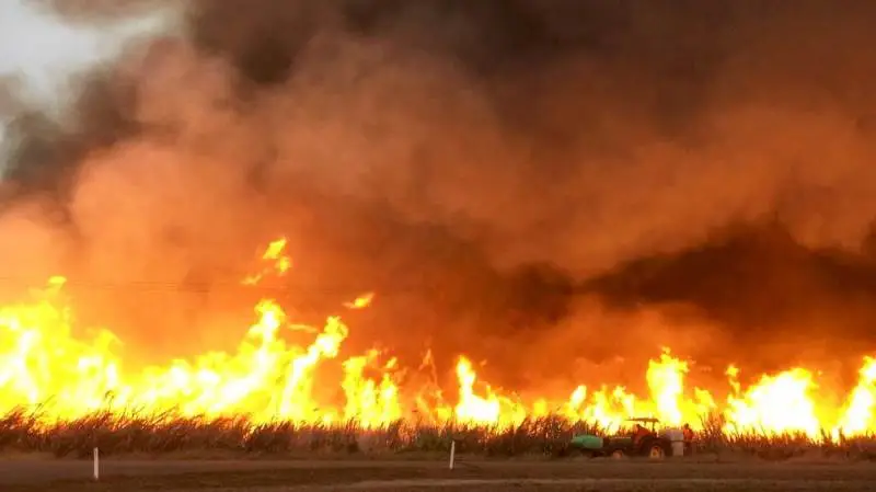 Dagen før høst afbrændes sukkerrørsmarken med så kraftig en ild som muligt. De høje røgfaner ses vidt omkring over det flade, australske landskab.